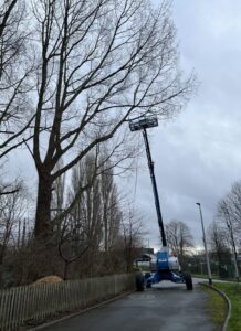 Tree specialists fined after worker falls from height – HSE Media Centre